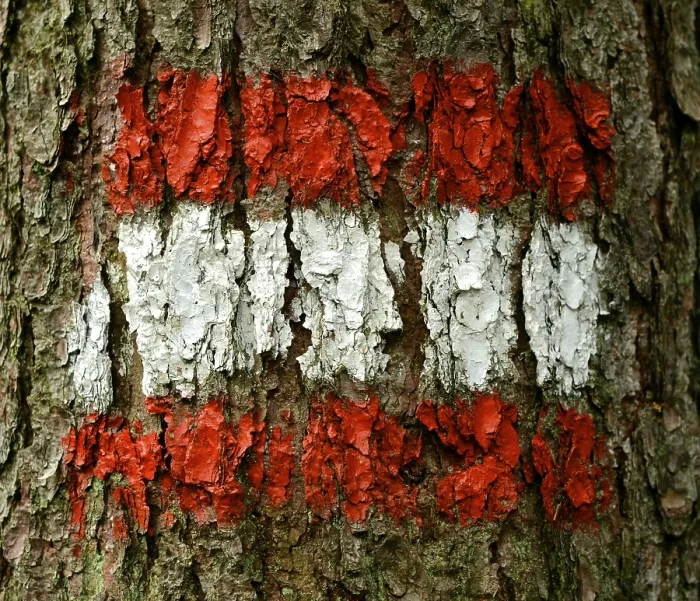 Framed Print : Austrian Flag Painted on Tree Bark Print Framed Print : Austrian Flag Painted on Tree Bark Print