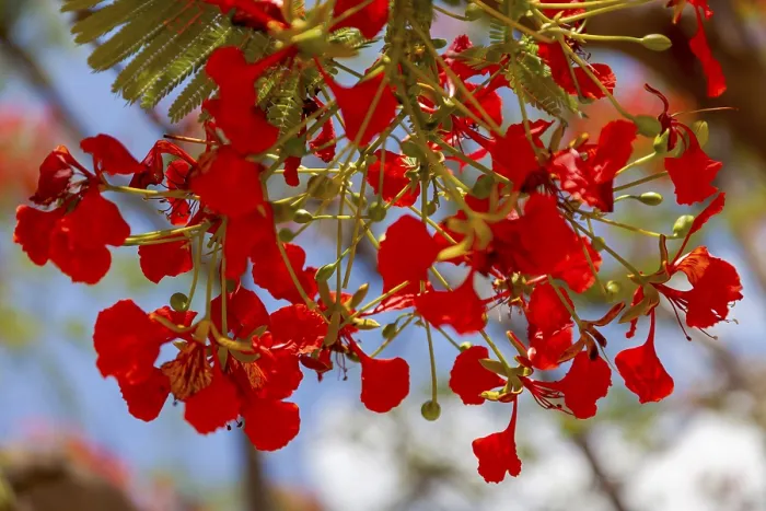 Framed Print : Delonix regia Print - Flame Tree of Namibia Framed Print : Delonix regia Print - Flame Tree of Namibia