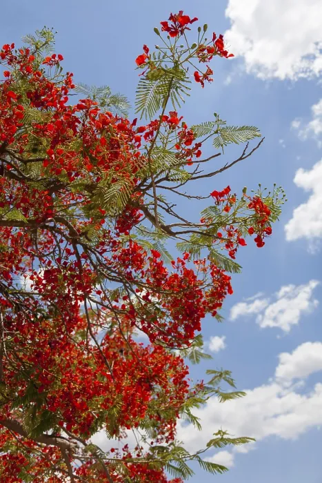 Framed Print : Delonix regia Print - Flame Tree Framed Print : Delonix regia Print - Flame Tree