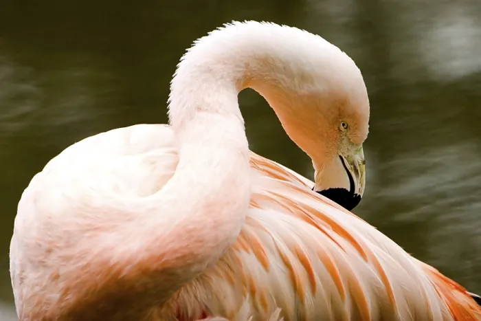 Framed Print : Flamingo Print by imageBROKER Framed Print : Flamingo Print by imageBROKER