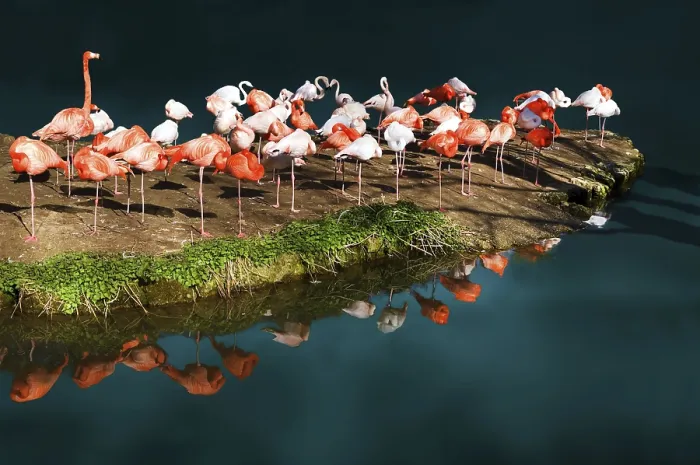 Framed Print : Flamingo Island Print Framed Print : Flamingo Island Print