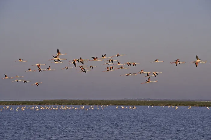 Framed Print : Flamingos in Evening Light Print, Camargue Bird Migration Framed Print : Flamingos in Evening Light Print, Camargue Bird Migration