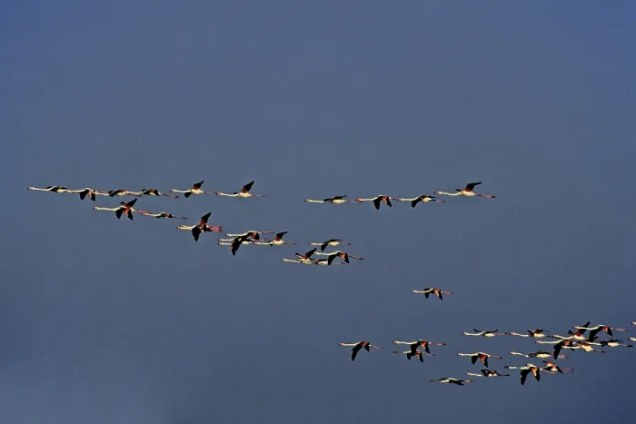 Framed Print : Flamingos in Evening Light Print, Camargue Migration Framed Print : Flamingos in Evening Light Print, Camargue Migration