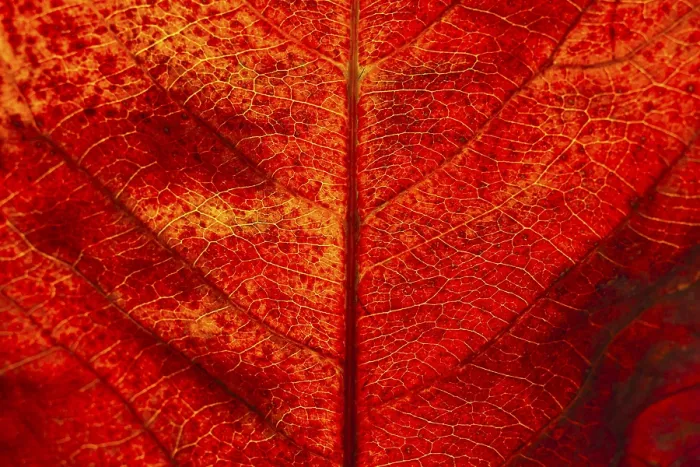 Framed Print : Autumn Leaf Close-Up Print Framed Print : Autumn Leaf Close-Up Print