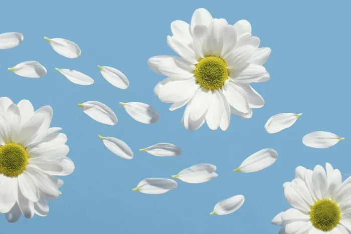 Framed Print : Beautiful Spring Daisies Print Framed Print : Beautiful Spring Daisies Print