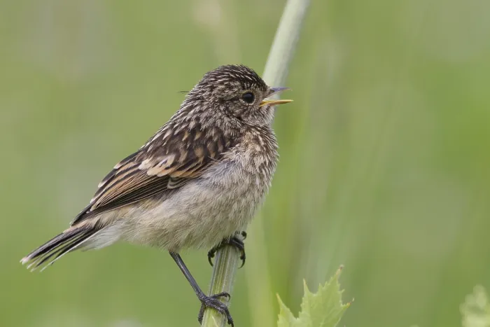 Framed Print : Fledgling Stonechat Perched on a Branch Print Framed Print : Fledgling Stonechat Perched on a Branch Print