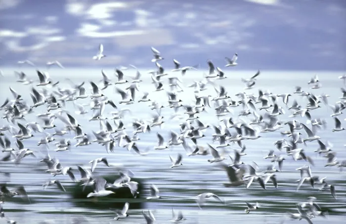 Framed Print : Flight  /  Flock Print