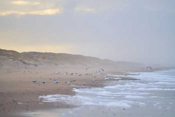 Framed Print : Flock of Seagulls on the Beach in Denmark Print Framed Print : Flock of Seagulls on the Beach in Denmark Print