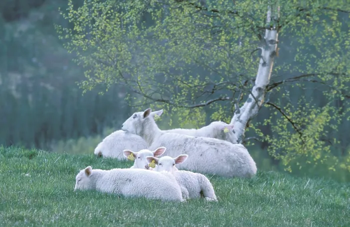 Framed Print : Flock of Sheep Print Framed Print : Flock of Sheep Print