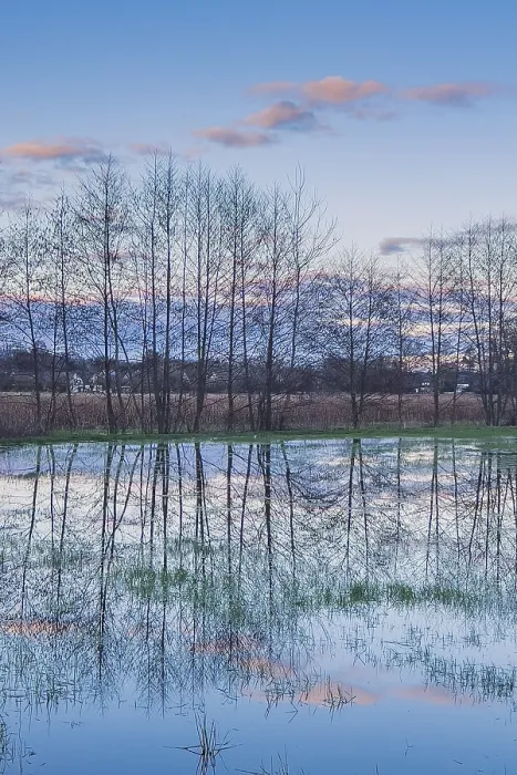 Framed Print : Flooded Meadow Print - Germany Framed Print : Flooded Meadow Print - Germany