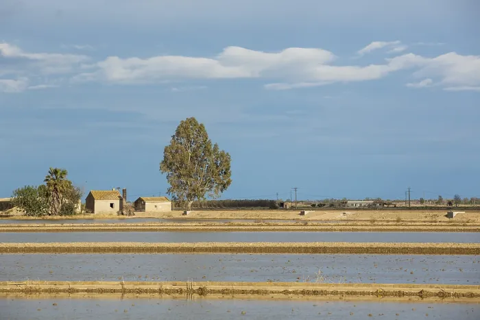 Framed Print : Flooded Rice Fields Print, Ebro Delta Nature Reserve, Spain Framed Print : Flooded Rice Fields Print, Ebro Delta Nature Reserve, Spain