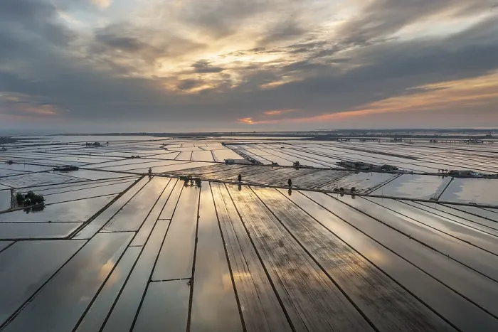 Framed Print : Flooded Rice Fields Print, Ebro Delta Nature Reserve, Spain