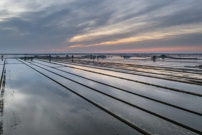 Framed Print : Flooded Rice Fields Print, Ebro Delta Nature Reserve, Spain