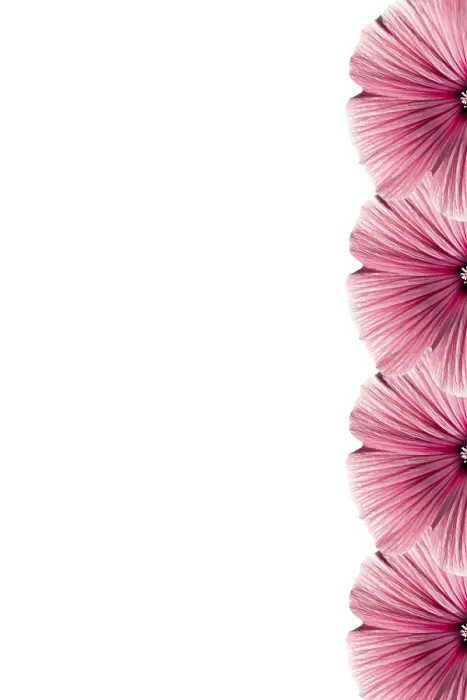 Framed Print : Floral Frame Print - ImageBROKER Framed Print : Floral Frame Print - ImageBROKER