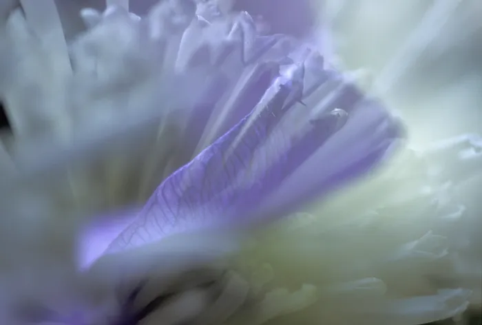 Framed Print : Flower Flower Print by ImageBROKER Framed Print : Flower Flower Print by ImageBROKER
