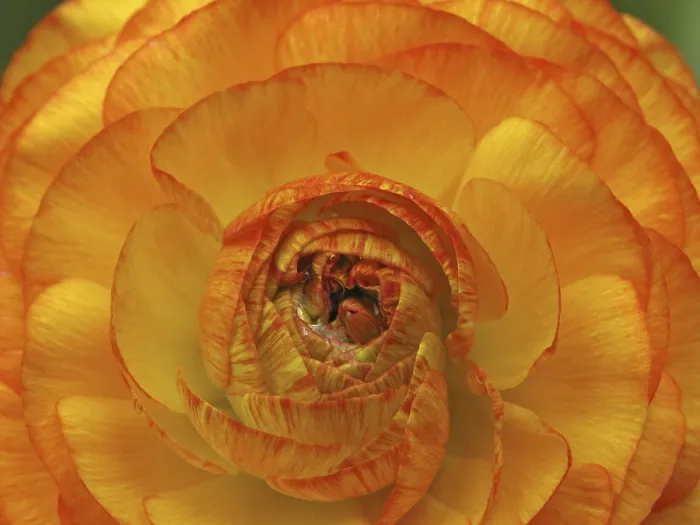 Framed Print : Flower Detail Print Framed Print : Flower Detail Print