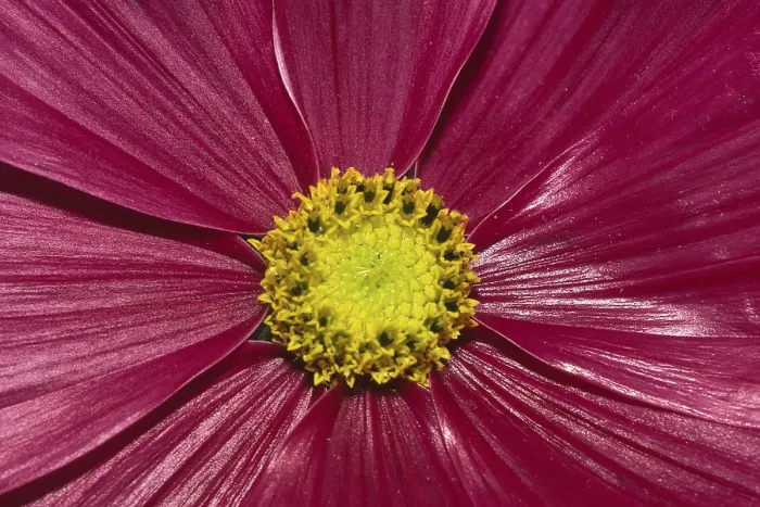 Framed Print : Flower Detail Print Framed Print : Flower Detail Print