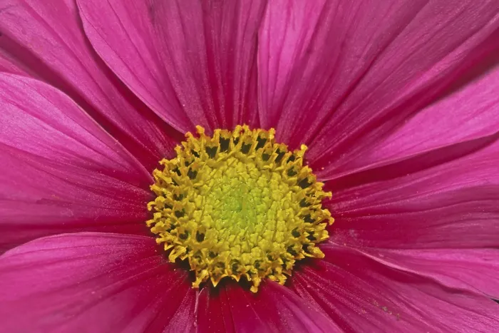 Framed Print : Flower Detail Print Framed Print : Flower Detail Print