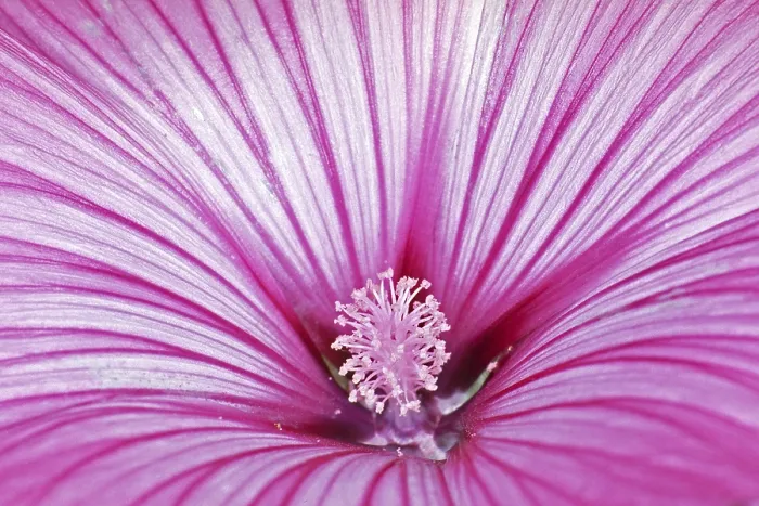 Framed Print : Flower Detail Print Framed Print : Flower Detail Print