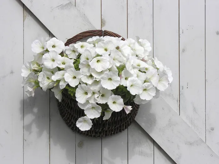 Framed Print : Flower Basket Print Framed Print : Flower Basket Print