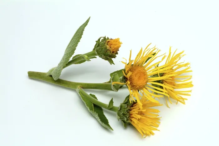 Framed Print : Print of Flower of Elecampane, Inula helenium Framed Print : Print of Flower of Elecampane, Inula helenium