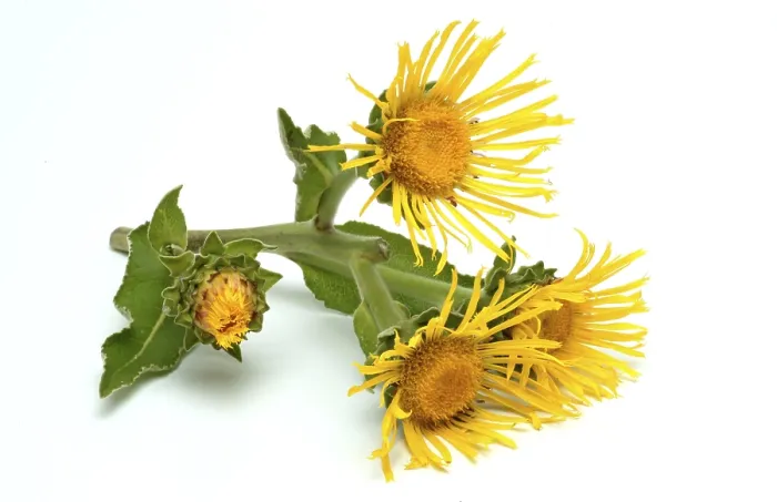 Framed Print : Print of Flower of Elecampane, Inula helenium Framed Print : Print of Flower of Elecampane, Inula helenium