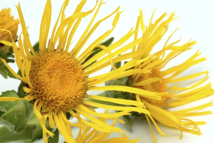 Framed Print : Print of Flower of Elecampane, Inula helenium Framed Print : Print of Flower of Elecampane, Inula helenium