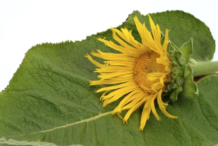 Framed Print : Print of Inula helenium, the Flower of Elecampane Framed Print : Print of Inula helenium, the Flower of Elecampane