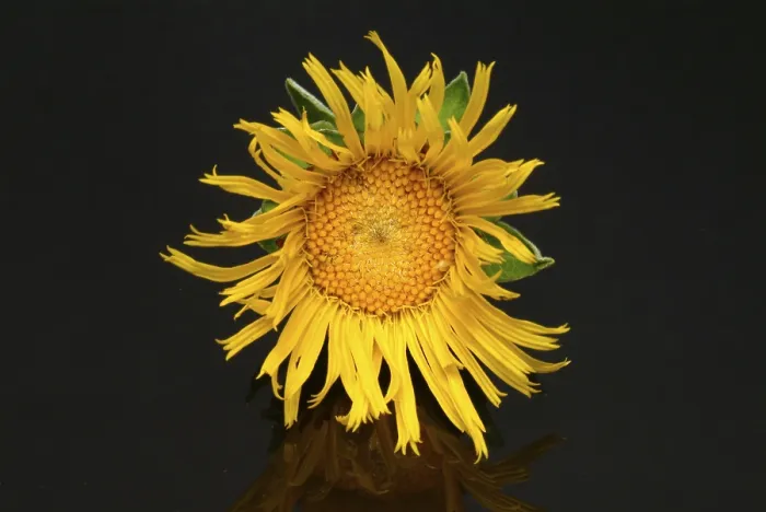 Framed Print : Print of Flower of Elecampane, Inula helenium Framed Print : Print of Flower of Elecampane, Inula helenium