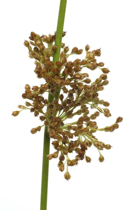Framed Print : Flower of the Fluttering Rush Print (Juncus effusus) Framed Print : Flower of the Fluttering Rush Print (Juncus effusus)