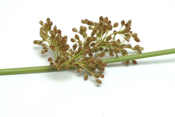 Framed Print : Flower of the Fluttering Rush Print (Juncus effusus) Framed Print : Flower of the Fluttering Rush Print (Juncus effusus)