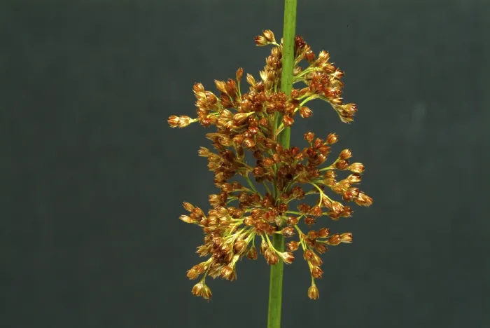 Framed Print : Flower of the Fluttering Rush Print (Juncus effusus) Framed Print : Flower of the Fluttering Rush Print (Juncus effusus)