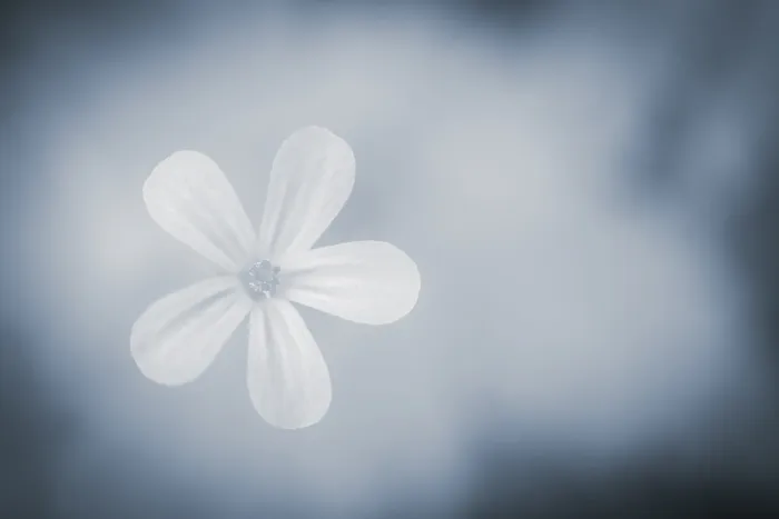 Framed Print : Flower against Light Background Print, Mindelheim, Germany Framed Print : Flower against Light Background Print, Mindelheim, Germany