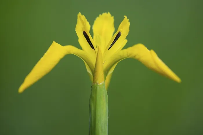 Framed Print : Marsh Iris Print, Dotlingen, Germany
