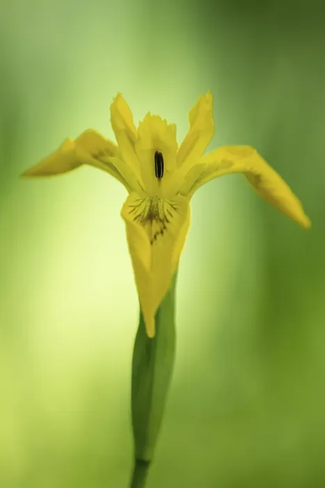 Framed Print : Flower of the Marsh Iris Print, Dotlingen, Germany Framed Print : Flower of the Marsh Iris Print, Dotlingen, Germany