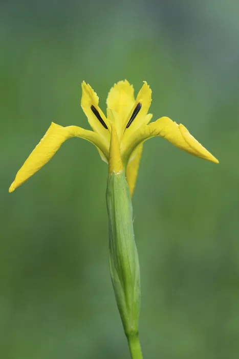 Framed Print : Flower of the Marsh Iris Print, Dotlingen, Germany Framed Print : Flower of the Marsh Iris Print, Dotlingen, Germany