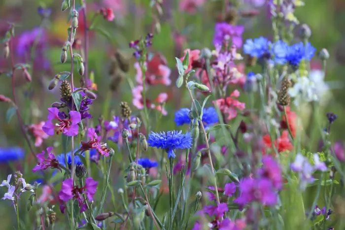 Framed Print : Flower Meadow Print Framed Print : Flower Meadow Print