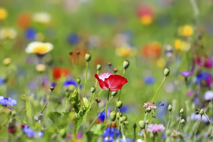 Framed Print : Colourful Print of a Vibrant Flower Meadow Framed Print : Colourful Print of a Vibrant Flower Meadow