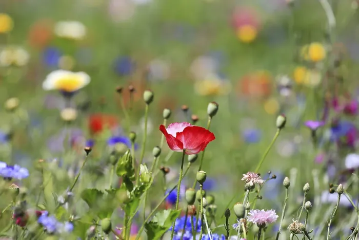 Framed Print : Colourful Flower Meadow Print Framed Print : Colourful Flower Meadow Print