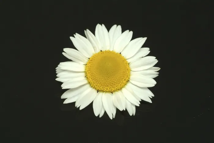 Framed Print : Flower of Pellitory (Anacyclus pyrethrum) Print Framed Print : Flower of Pellitory (Anacyclus pyrethrum) Print