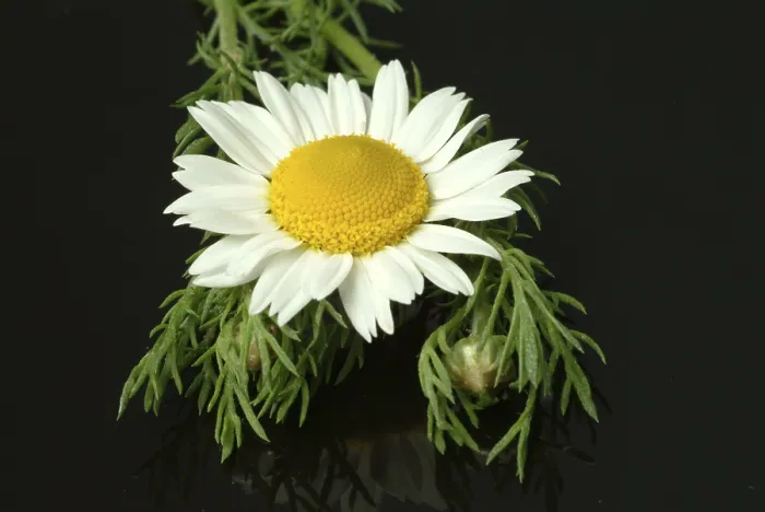 Framed Print : Flower of Pellitory Print (Anacyclus pyrethrum) Framed Print : Flower of Pellitory Print (Anacyclus pyrethrum)