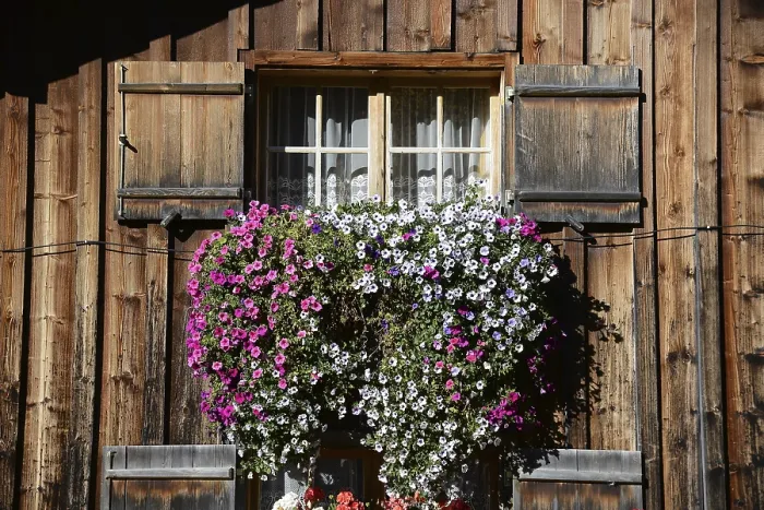Framed Print : Alpine Flower Windows Print Framed Print : Alpine Flower Windows Print