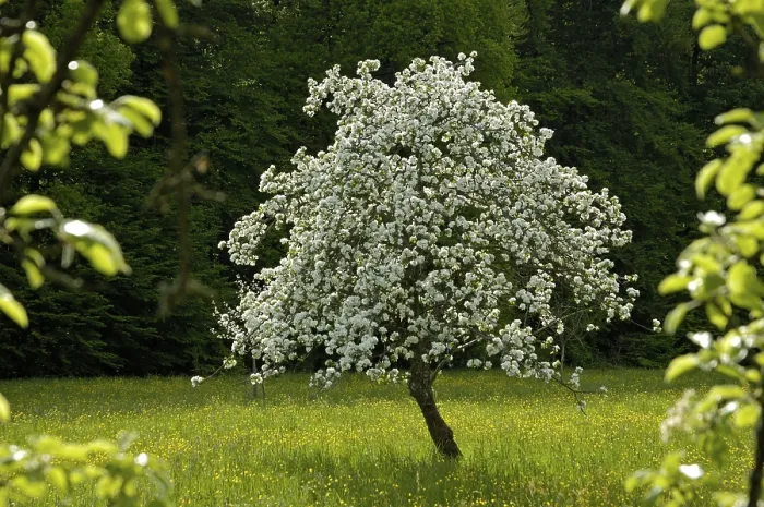 Framed Print : Flowering Apple Tree Print in Spring Bloom Framed Print : Flowering Apple Tree Print in Spring Bloom