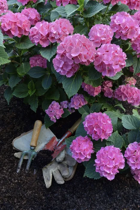 Framed Print : Flowering bigleaf hydrangea and garden tools print Framed Print : Flowering bigleaf hydrangea and garden tools print