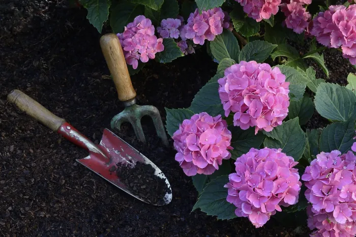 Framed Print : Flowering Bigleaf Hydrangea Print with Garden Tools Framed Print : Flowering Bigleaf Hydrangea Print with Garden Tools