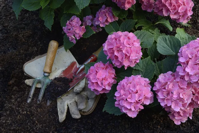 Framed Print : Flowering Bigleaf Hydrangea Print with Garden Tools Framed Print : Flowering Bigleaf Hydrangea Print with Garden Tools