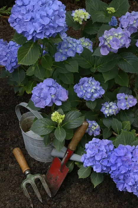 Framed Print : Flowering Blue Hydrangea Print with Garden Tools Framed Print : Flowering Blue Hydrangea Print with Garden Tools