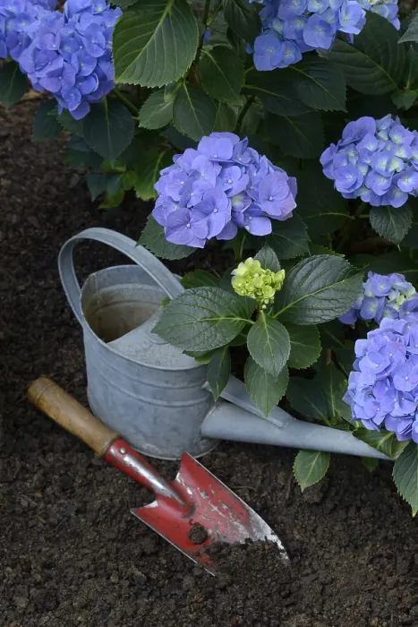 Framed Print : Flowering Blue Hydrangea Print with Garden Tools Framed Print : Flowering Blue Hydrangea Print with Garden Tools