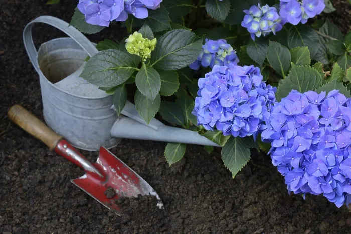 Framed Print : Flowering Blue Hydrangea Print with Garden Tools Framed Print : Flowering Blue Hydrangea Print with Garden Tools