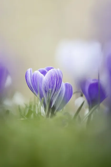 Framed Print : Flowering Crocus (Crocus spec.) Spring Print, Germany Framed Print : Flowering Crocus (Crocus spec.) Spring Print, Germany